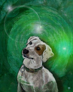 COMMISSION Pet Portrait DDFA