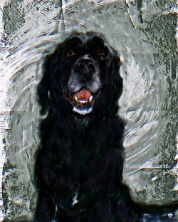 COMMISSION Pet Portrait DDFA